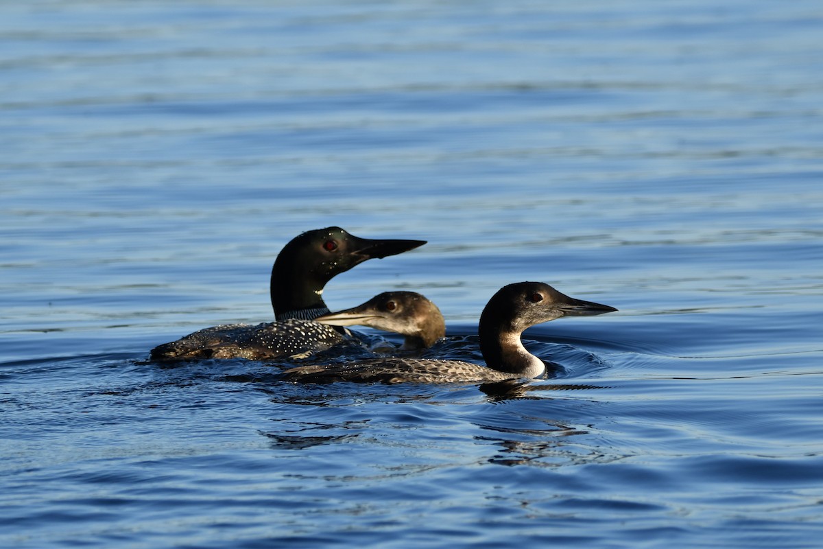 Common Loon - ML609553501