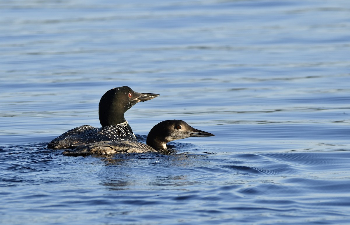 Common Loon - ML609553502