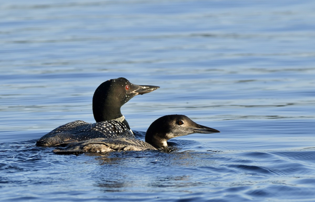 Common Loon - ML609553505