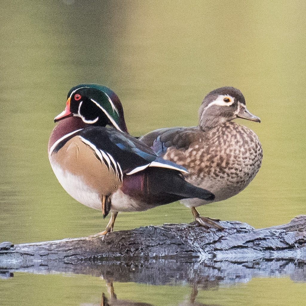 Wood Duck - ML609553507