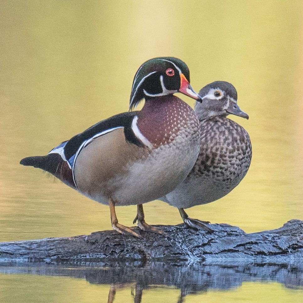 Wood Duck - ML609553508