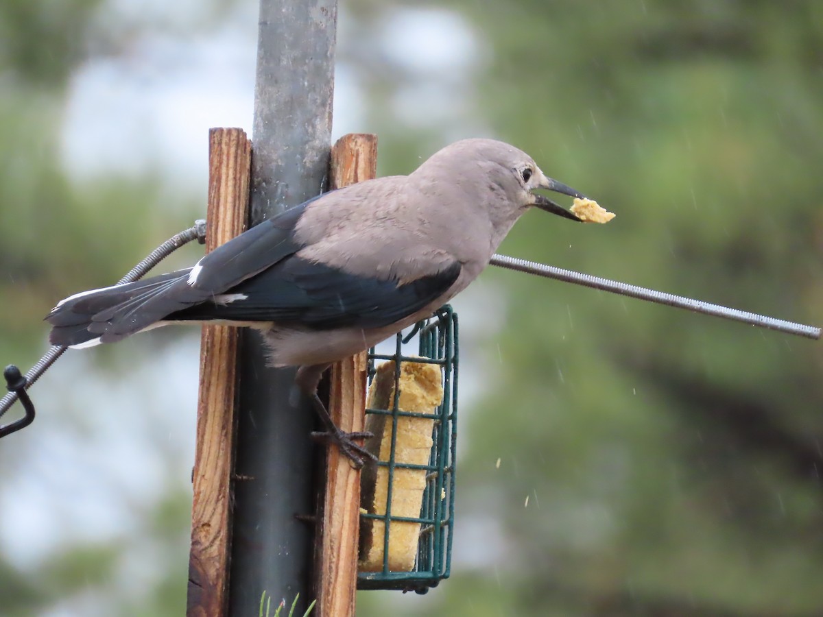 Clark's Nutcracker - Jenny Jones