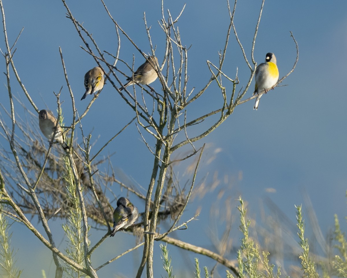 Lawrence's Goldfinch - ML609553609