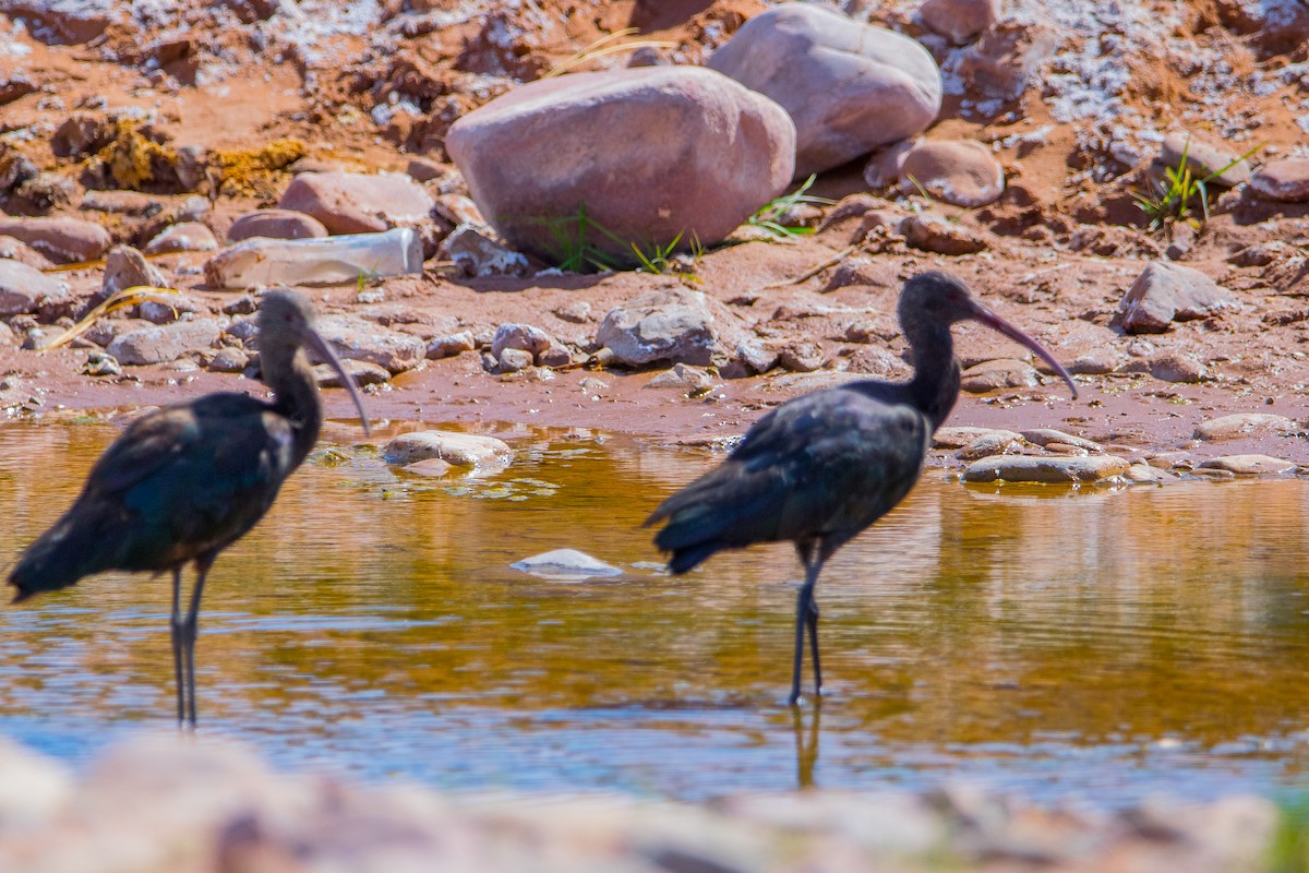 Puna Ibis - Claudio Martin