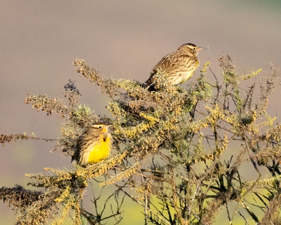 Western Meadowlark - ML609553620