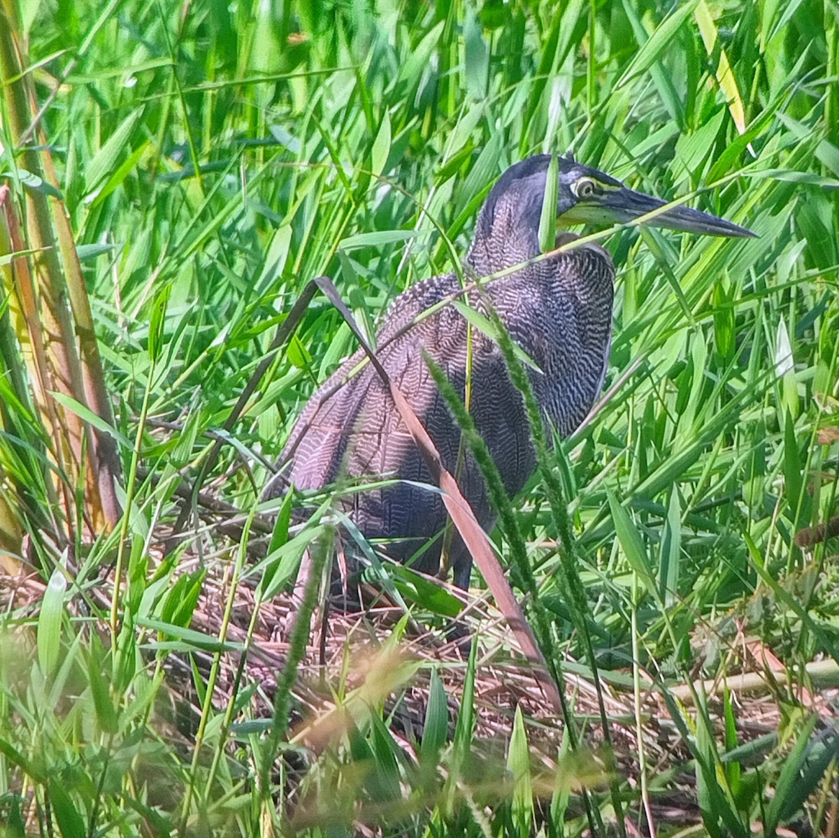 Bare-throated Tiger-Heron - ML609553636