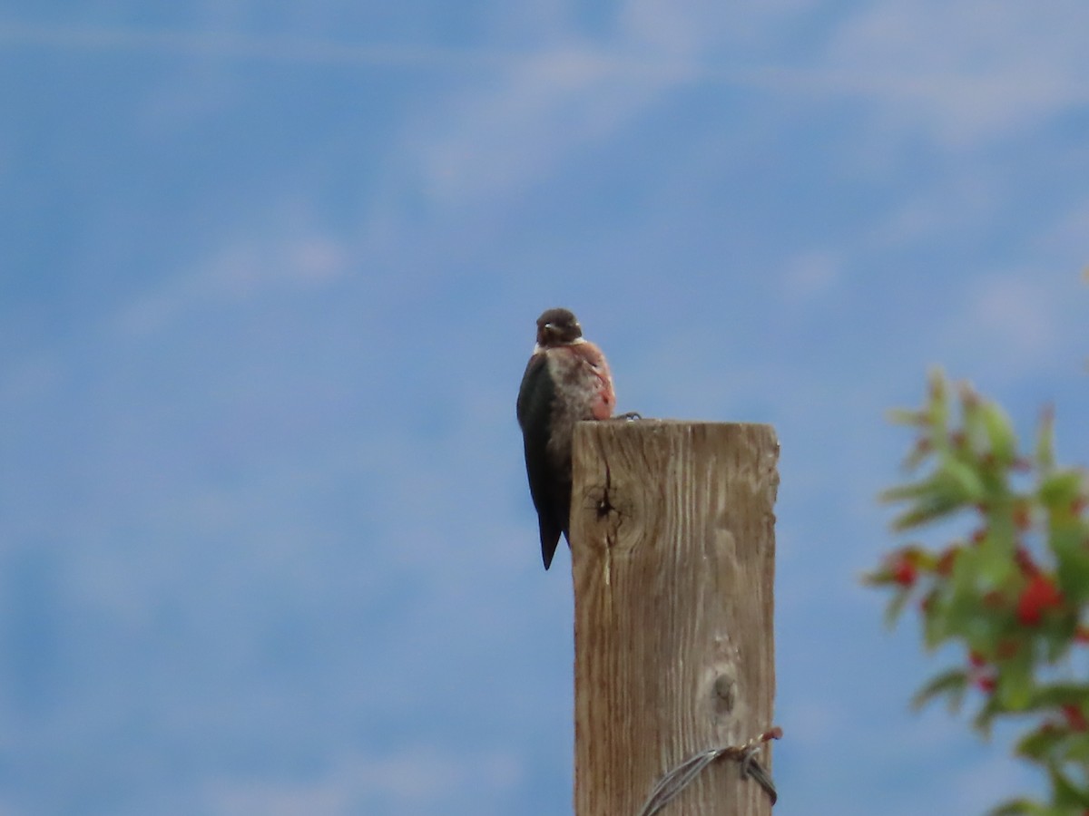 Lewis's Woodpecker - ML609553670