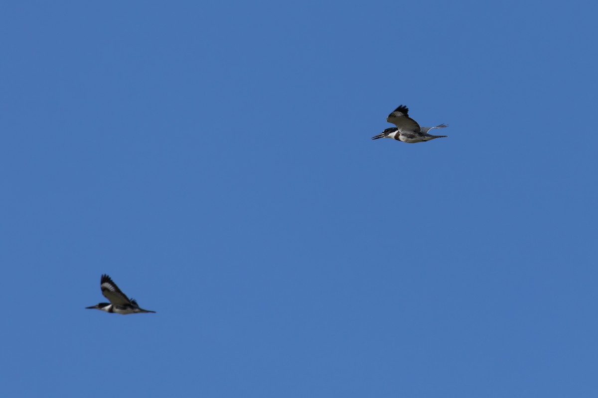 Belted Kingfisher - ML609553787