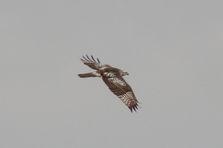 Red-tailed Hawk - Anonymous eDipper