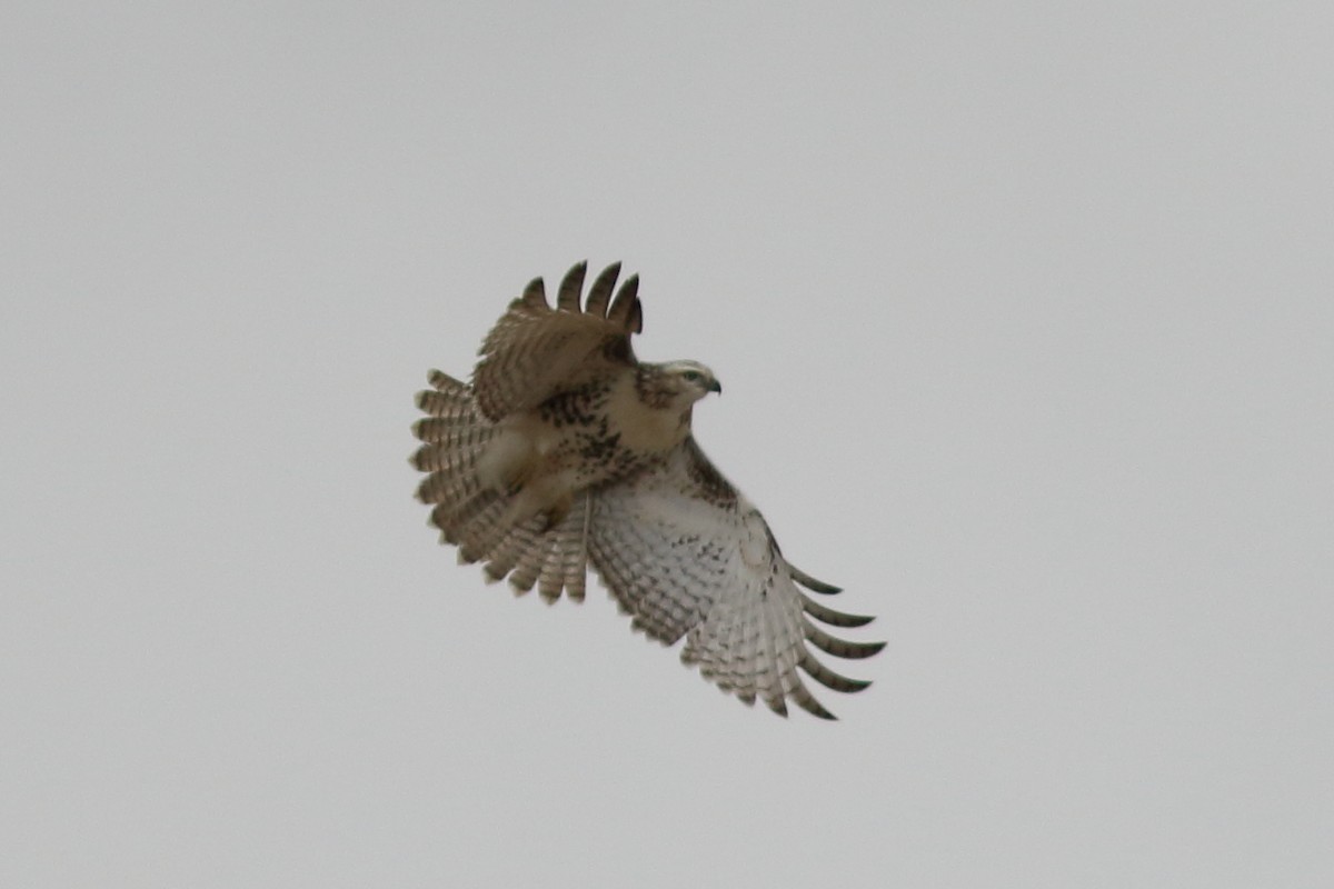 Red-tailed Hawk - Anonymous eDipper