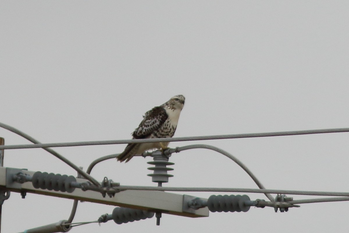 Red-tailed Hawk - Anonymous eDipper