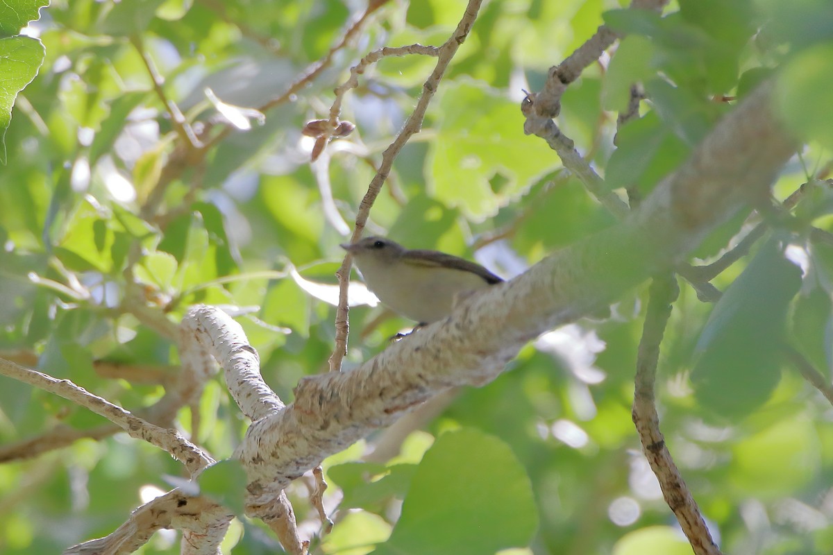 Warbling Vireo - Daniel  Bellich