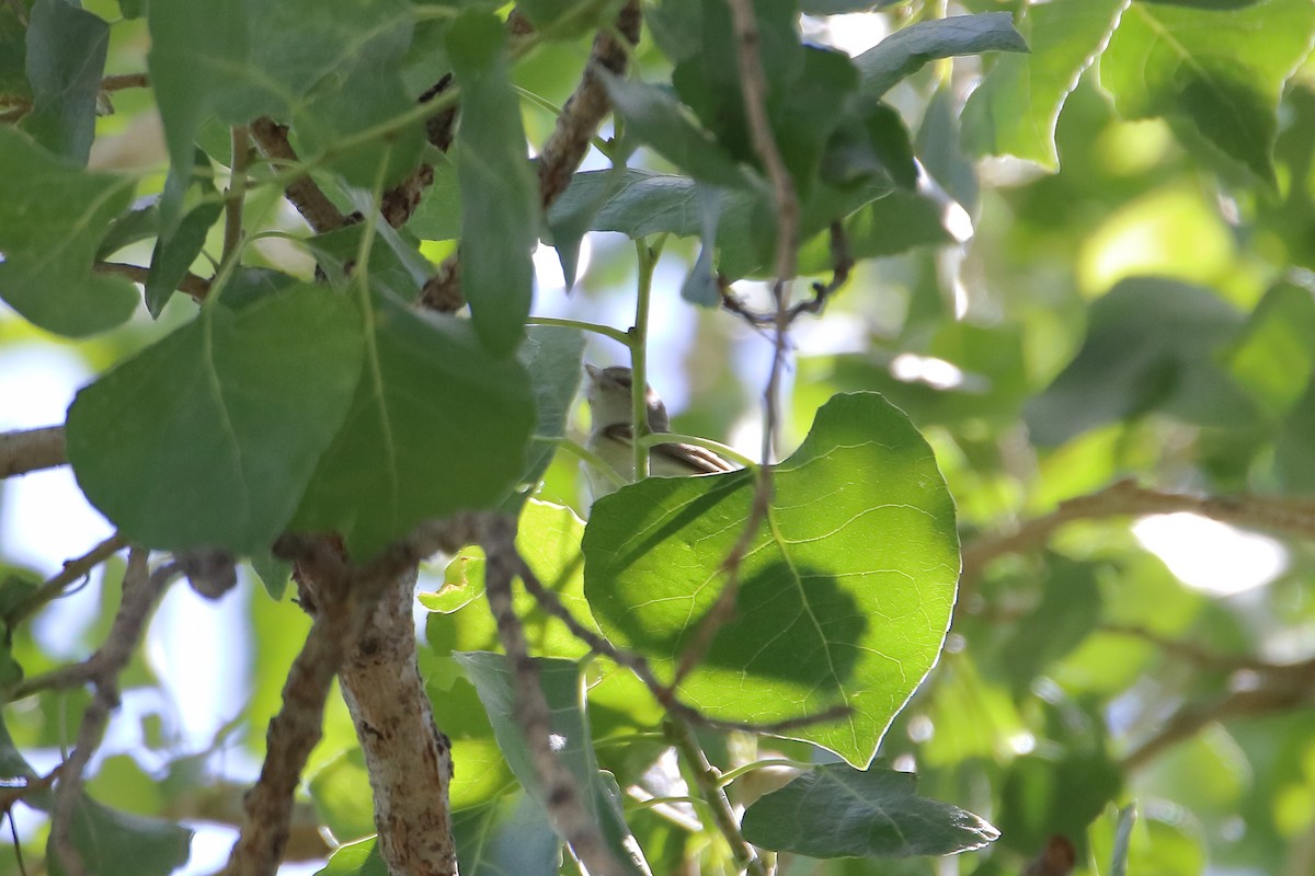 Warbling Vireo - Daniel  Bellich