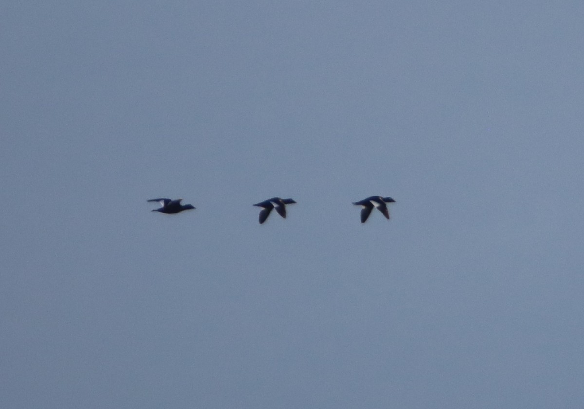 White-winged Scoter - ML609553860