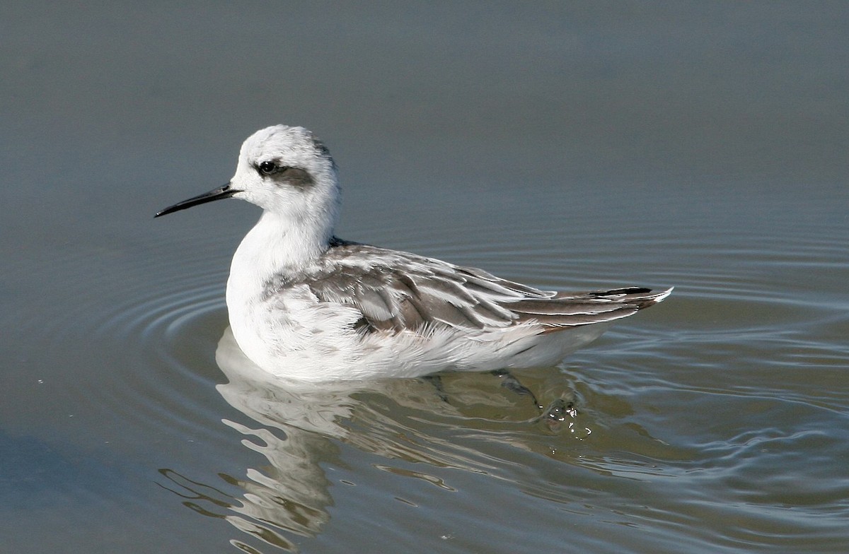 Red-necked Phalarope - ML609553880