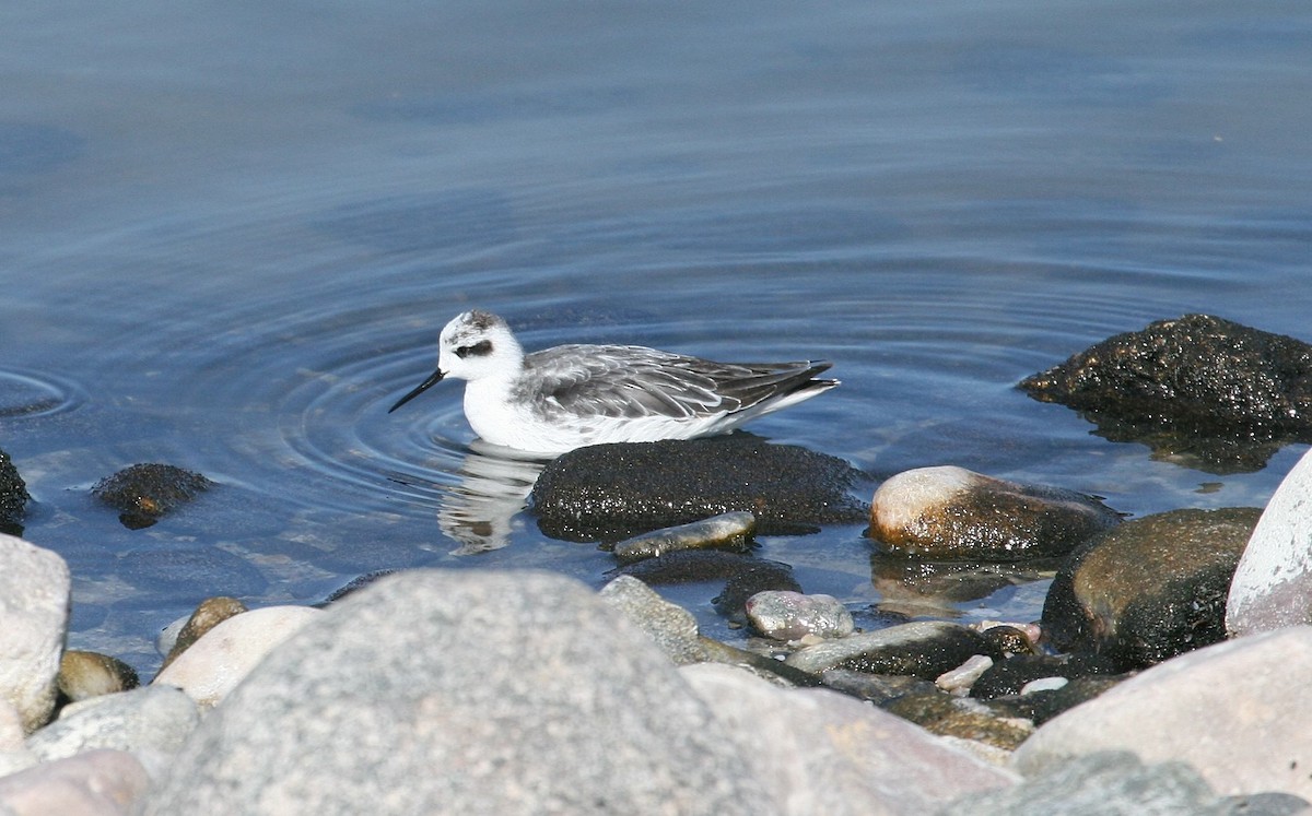 Red-necked Phalarope - ML609553886