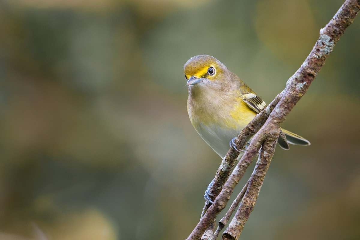 White-eyed Vireo - ML609553913