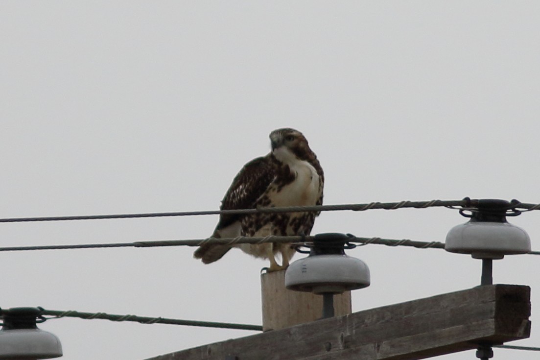 Red-tailed Hawk - Anonymous eDipper