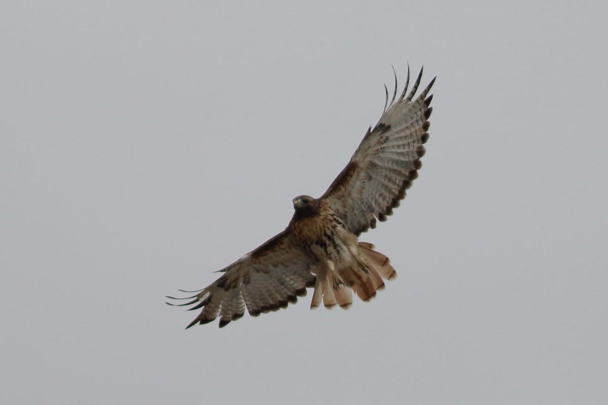 Rotschwanzbussard (abieticola) - ML609553958