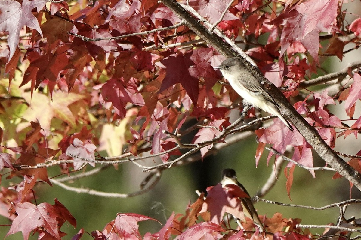 Eastern Phoebe - ML609553960