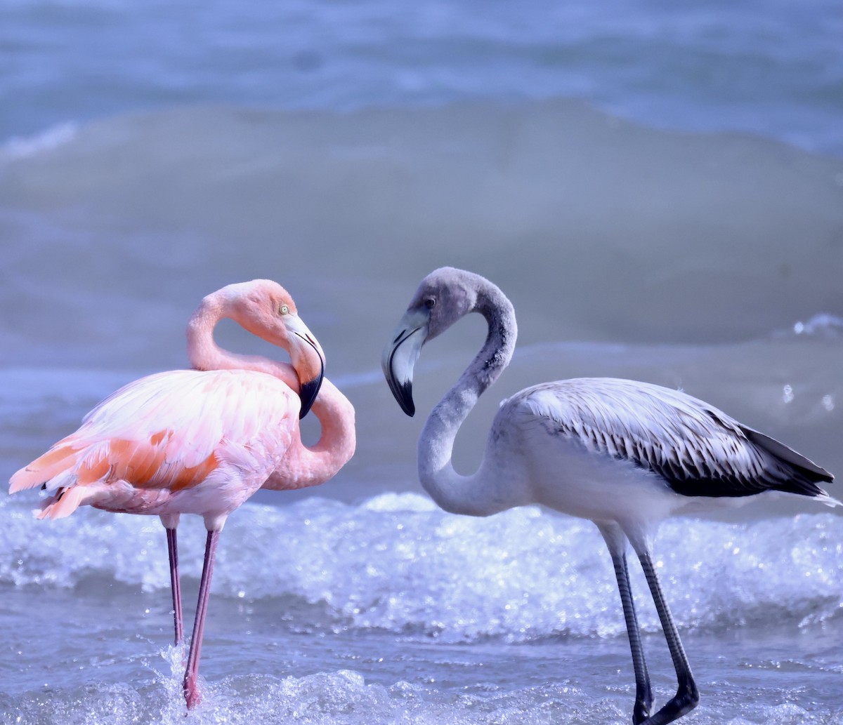 American/Greater Flamingo - gina gibson