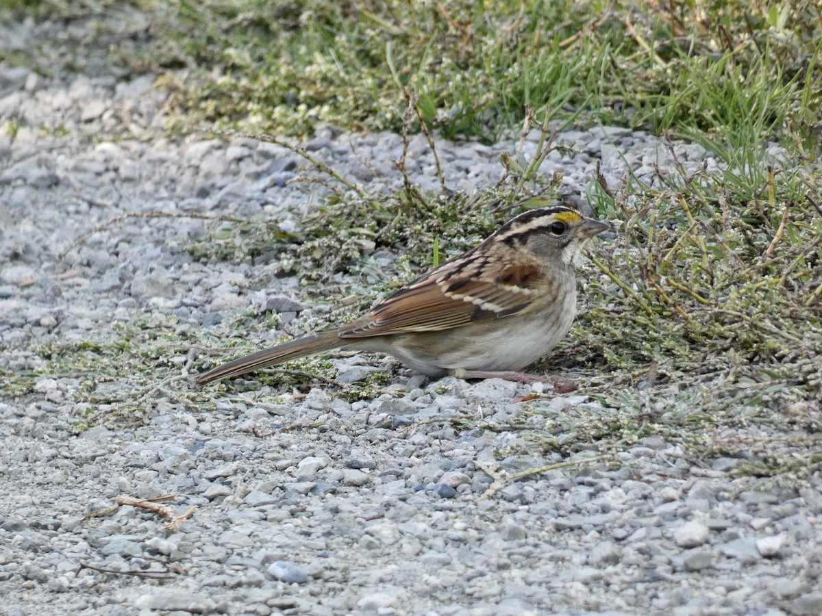 White-throated Sparrow - ML609554094