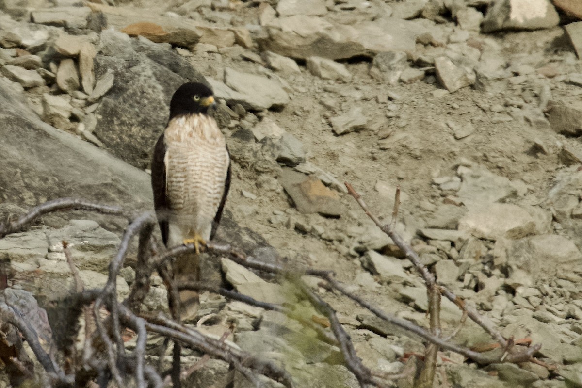 Roadside Hawk - ML609554134