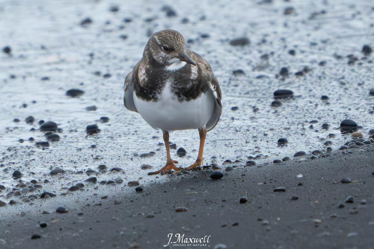 Ruddy Turnstone - ML609554135