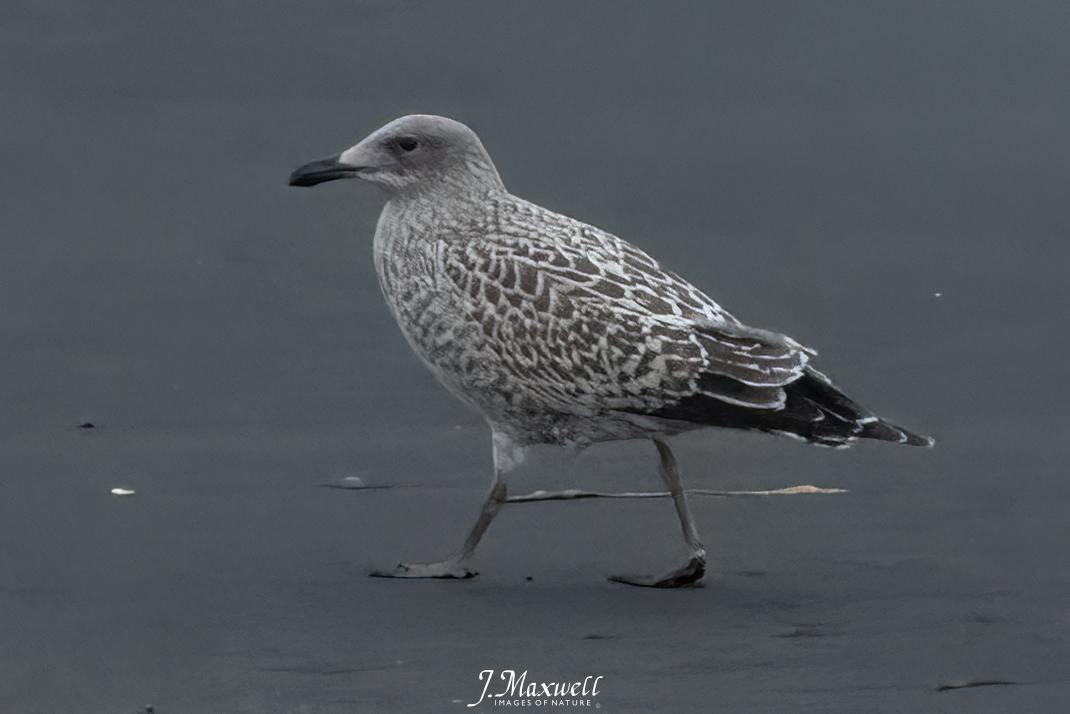 Herring Gull - ML609554148