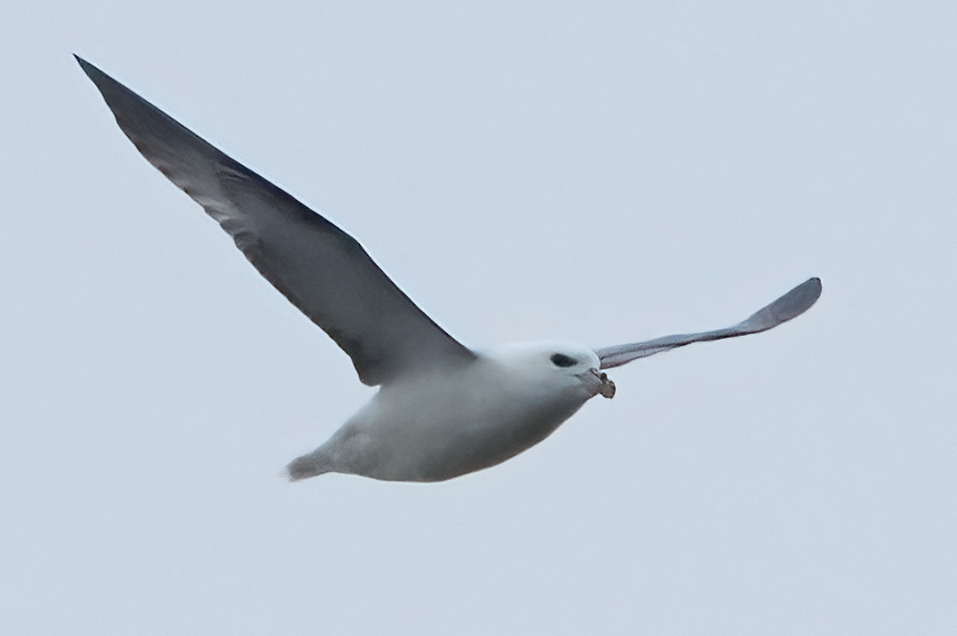 Northern Fulmar - ML609554155