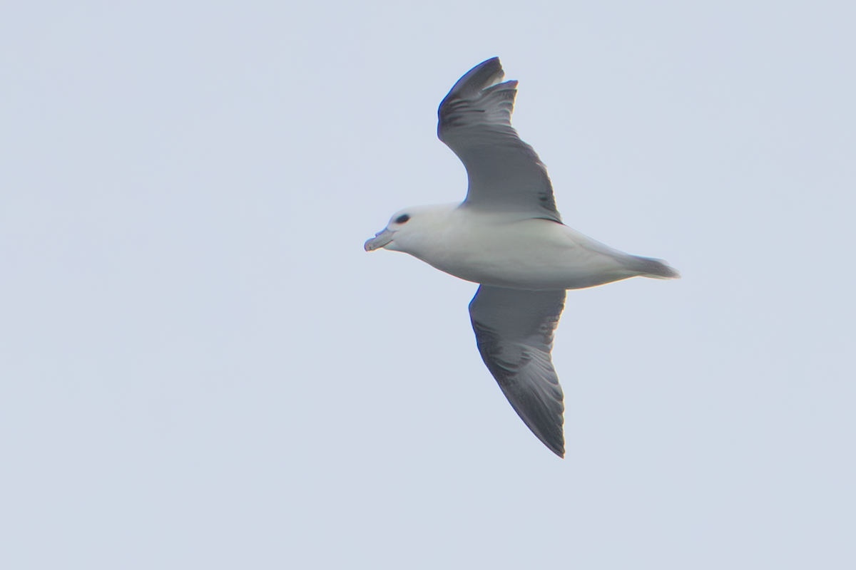 Fulmar boréal - ML609554156