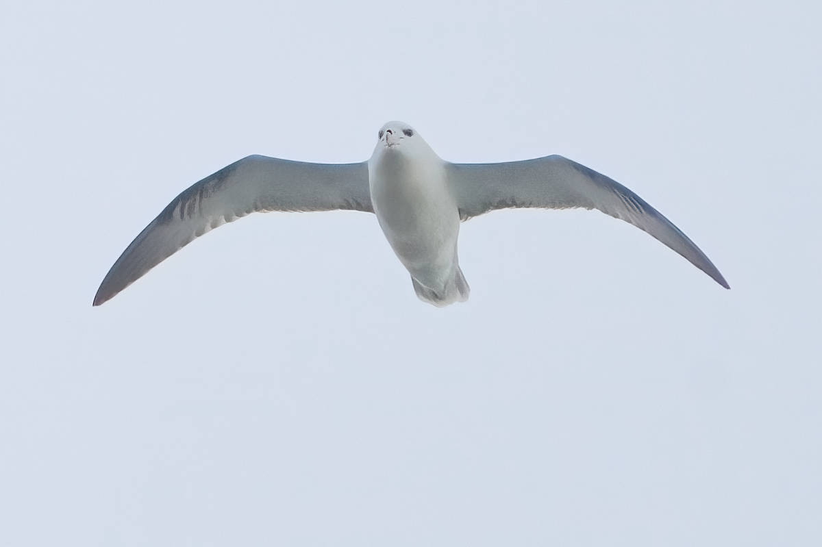 Fulmar boréal - ML609554157