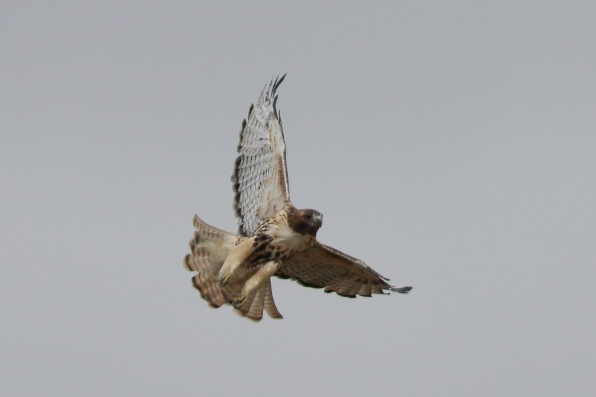 Rotschwanzbussard (abieticola) - ML609554159