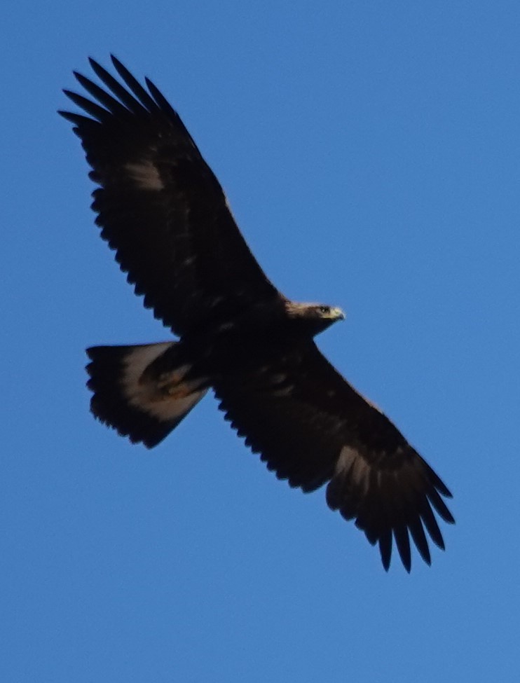 Golden Eagle - ML609554193