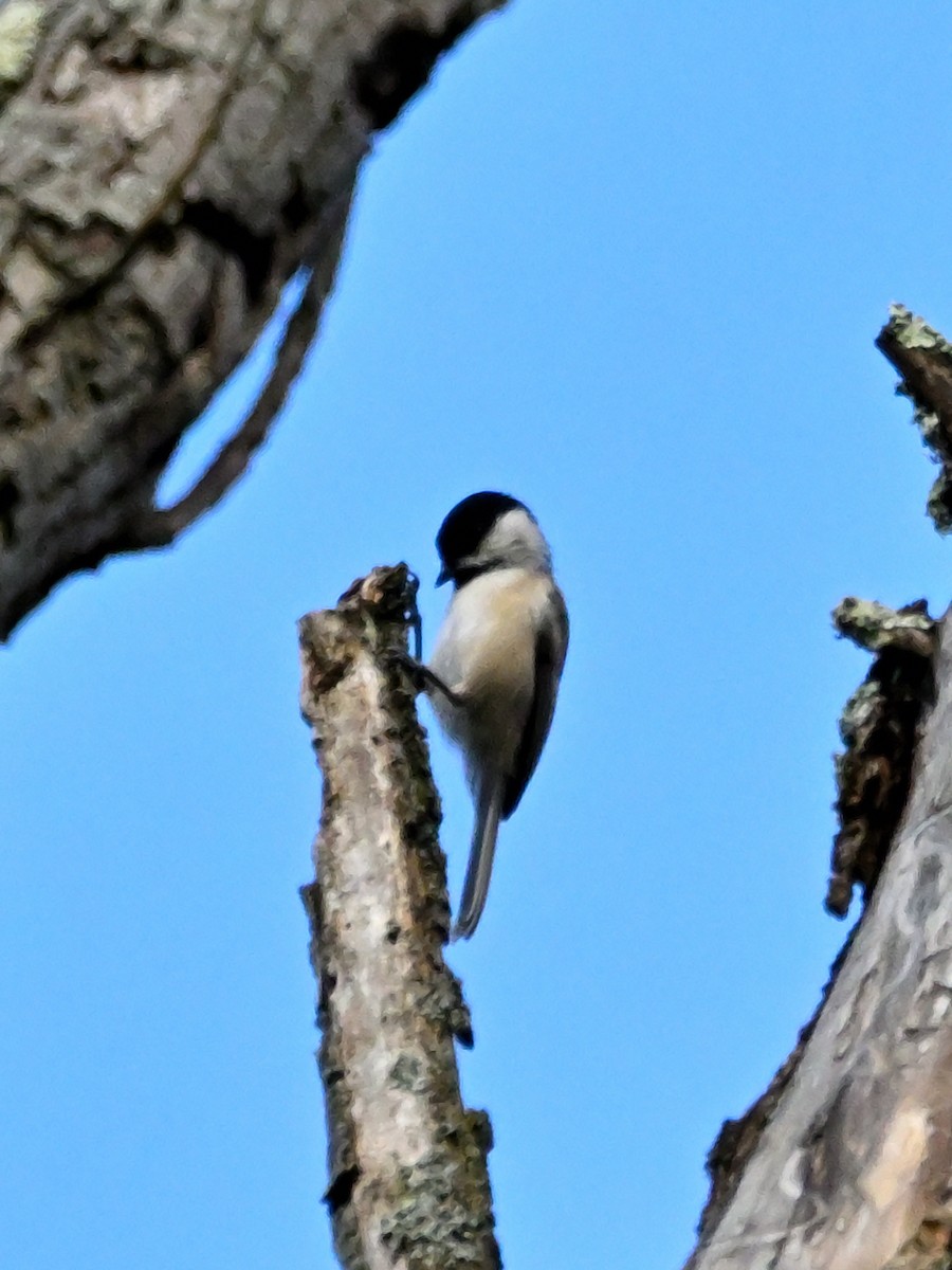 Carolina Chickadee - ML609554207