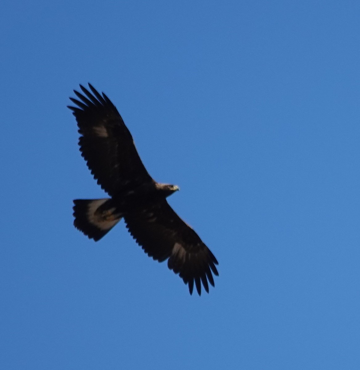 Golden Eagle - ML609554227