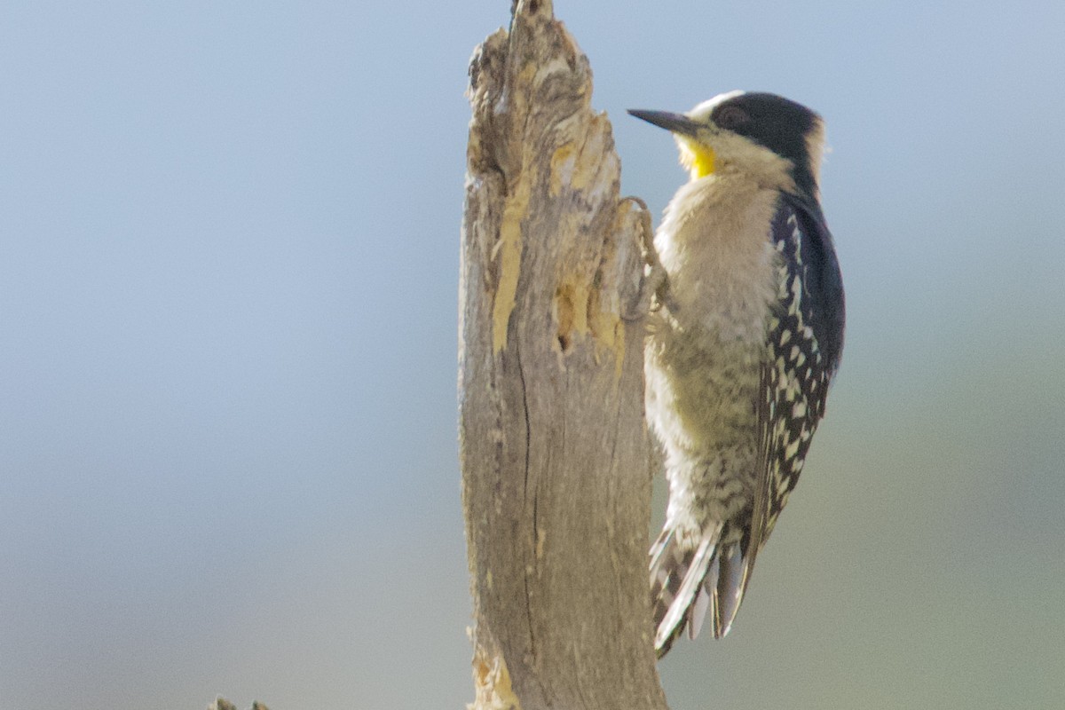 White-fronted Woodpecker - ML609554271