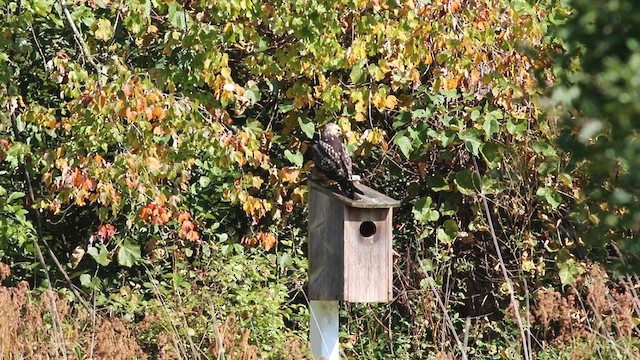 Swainson's Hawk - ML609554272