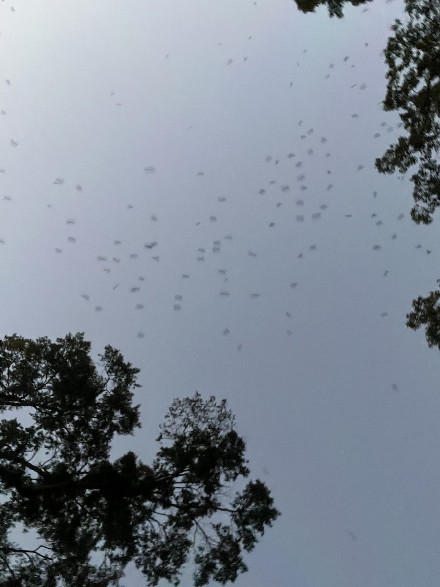 Chimney Swift - ML609554299