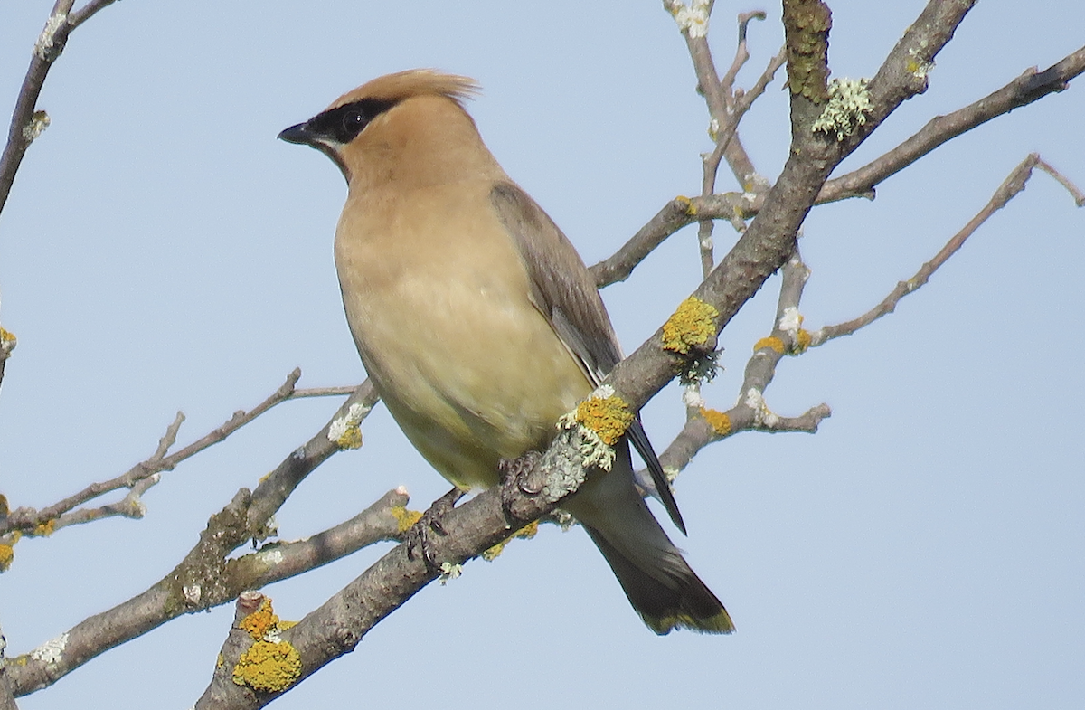 Cedar Waxwing - ML609554330