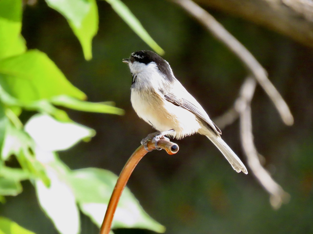 Black-capped/Mountain Chickadee - ML609554334