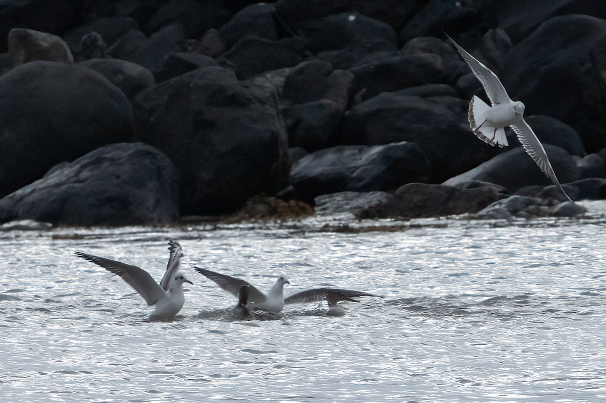 Mouette rieuse - ML609554335