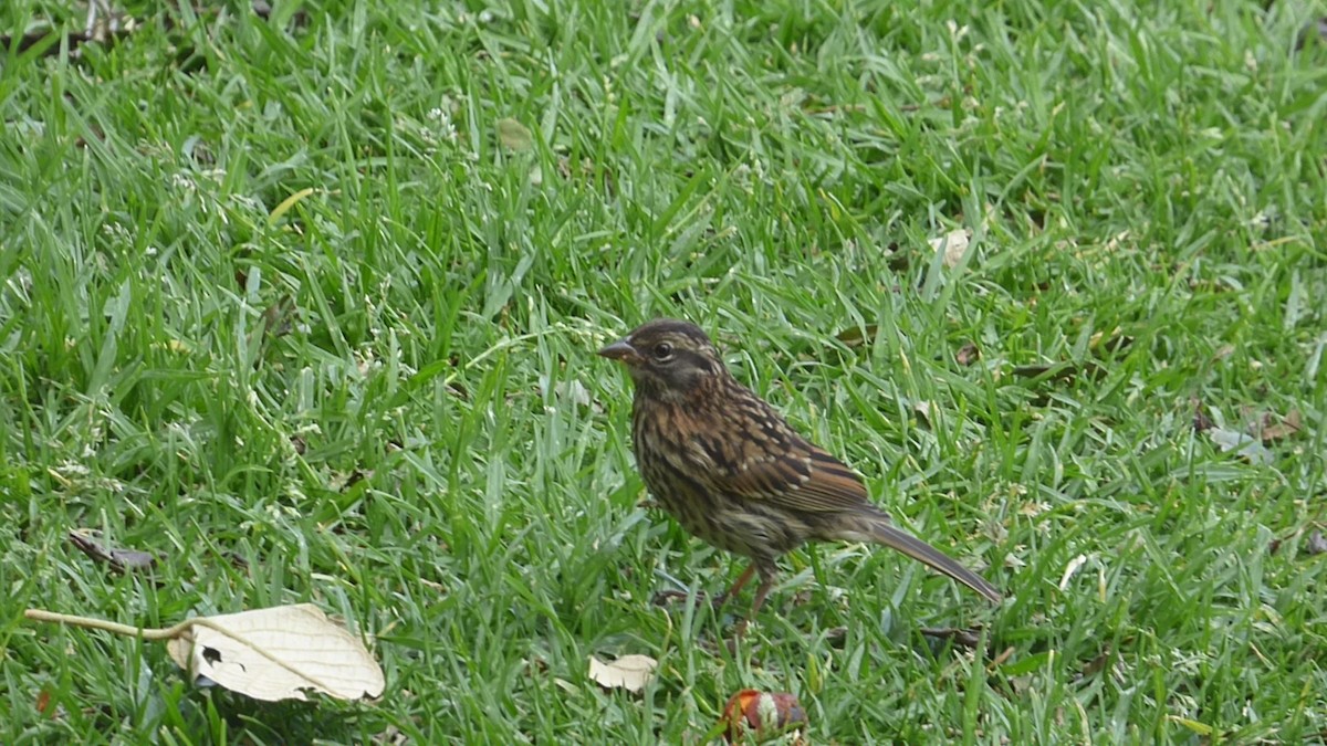 Rufous-collared Sparrow - ML609554387