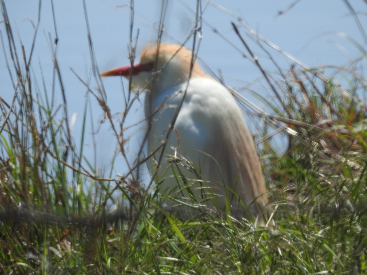 Western Cattle Egret - ML60955451