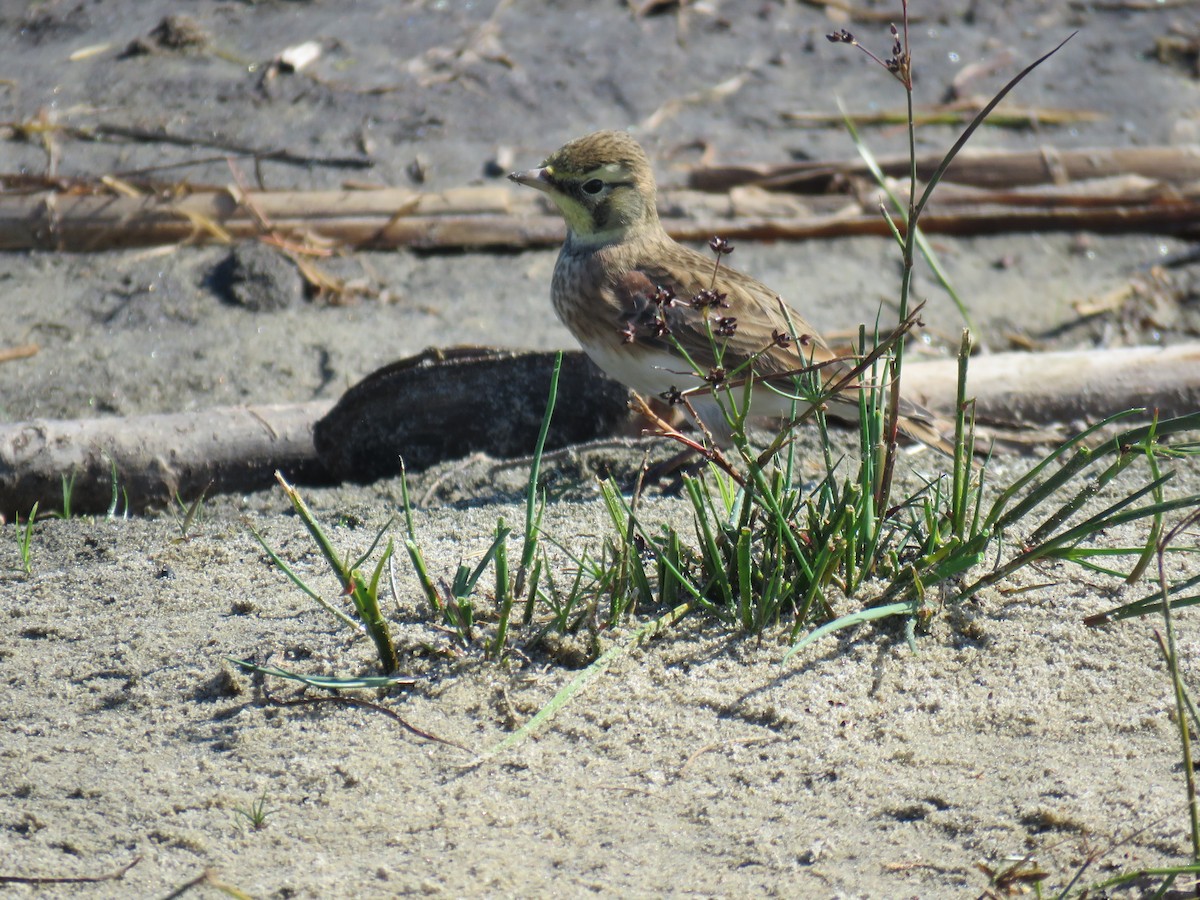 Horned Lark - ML609554545