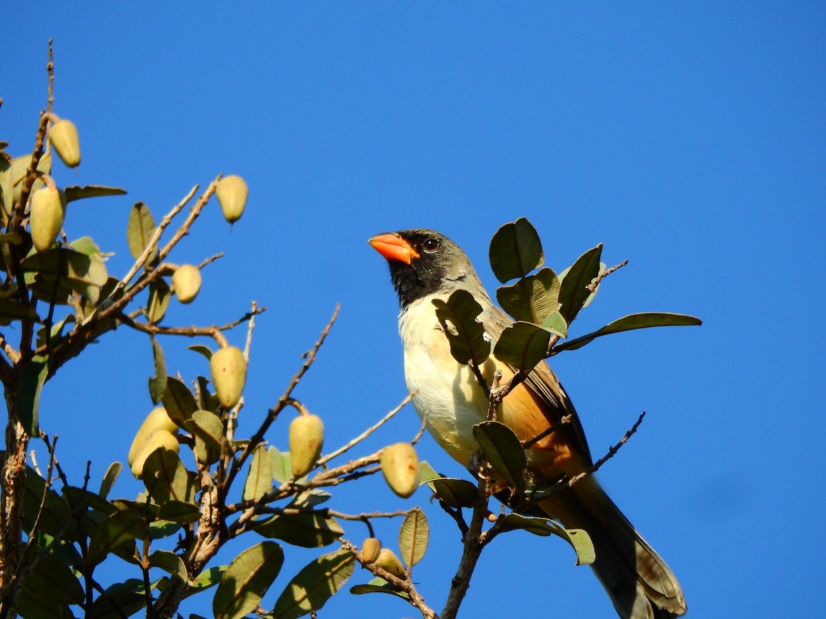 Black-throated Saltator - ML609554556