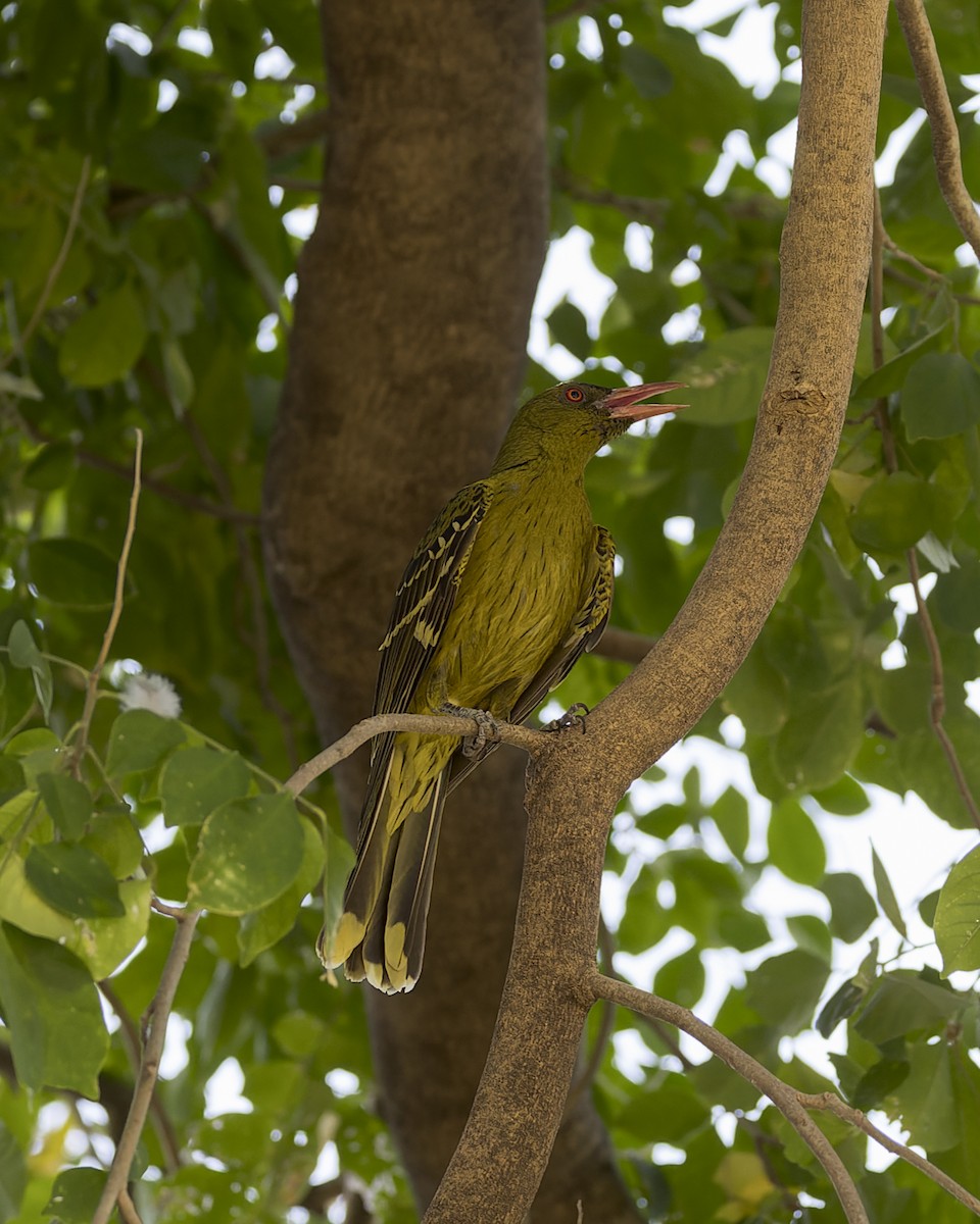 Oropéndola Verdosa - ML609554574