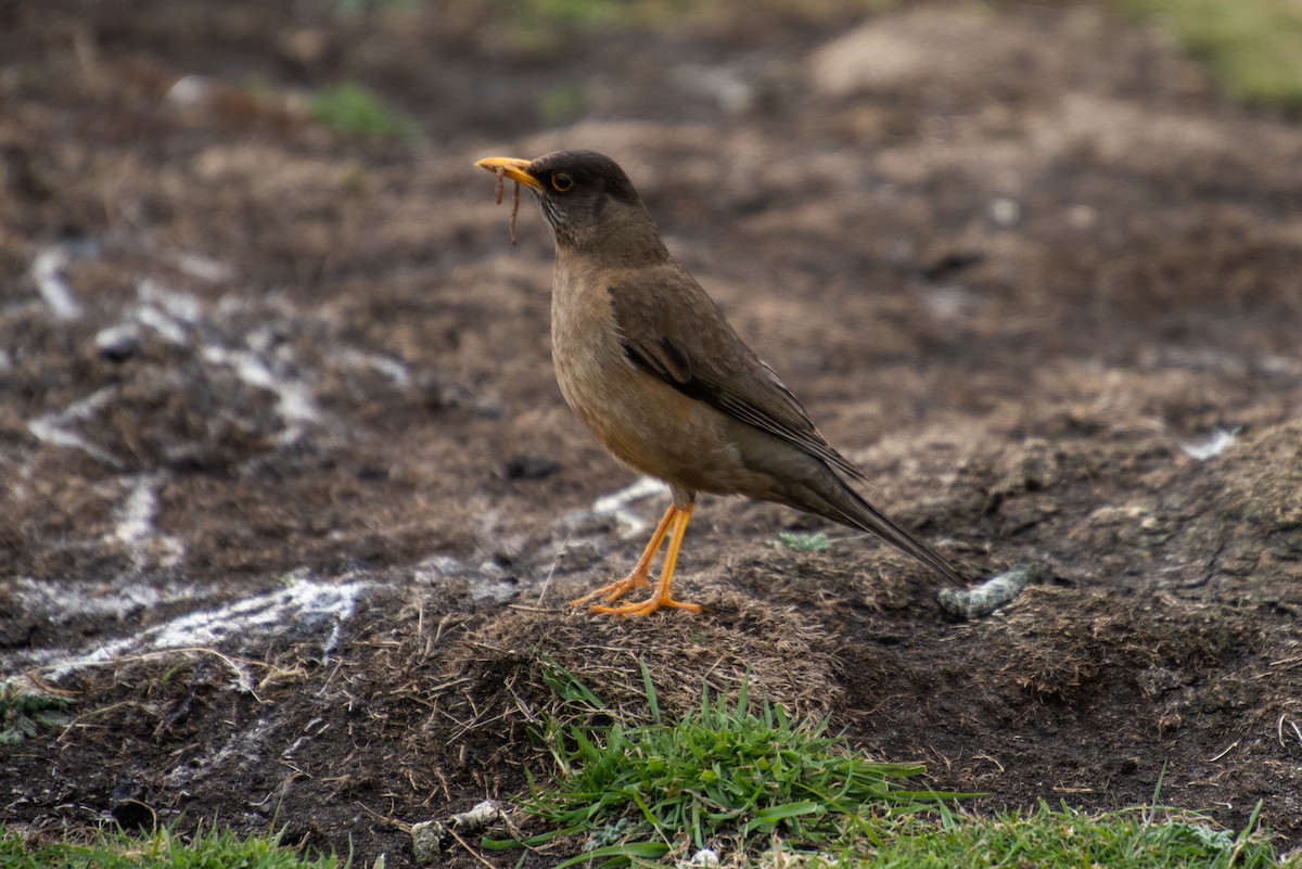 Austral Thrush - Brent Reed