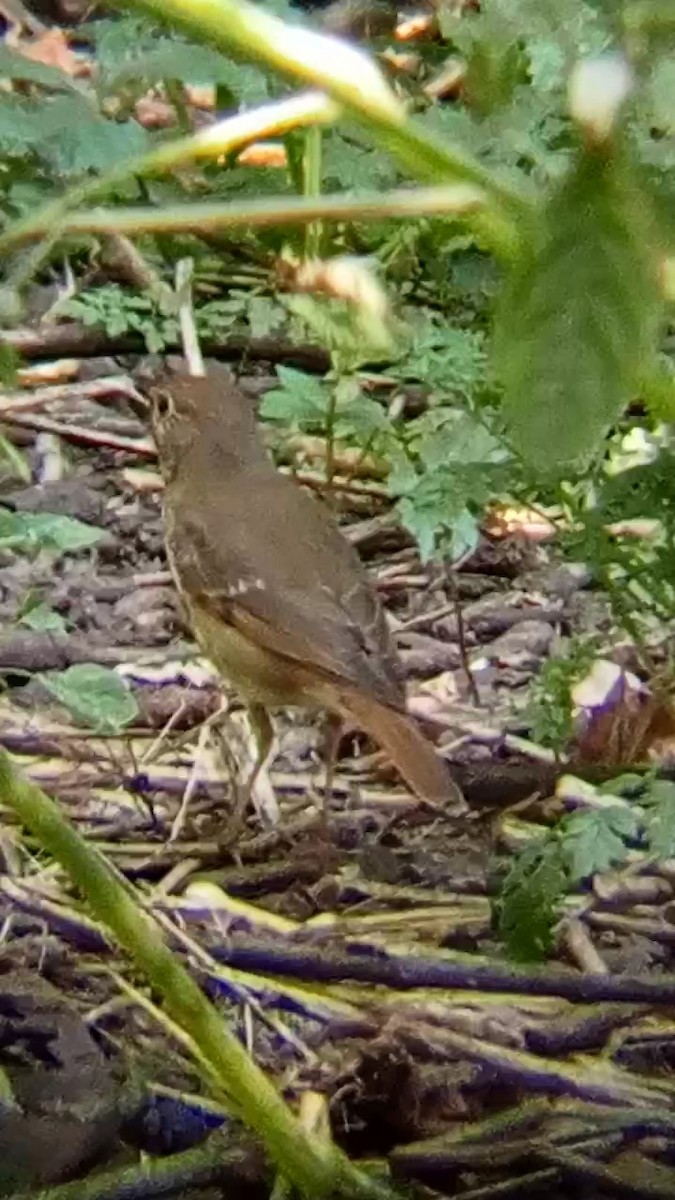 Hermit Thrush - Laurent Pascual-Le Tallec