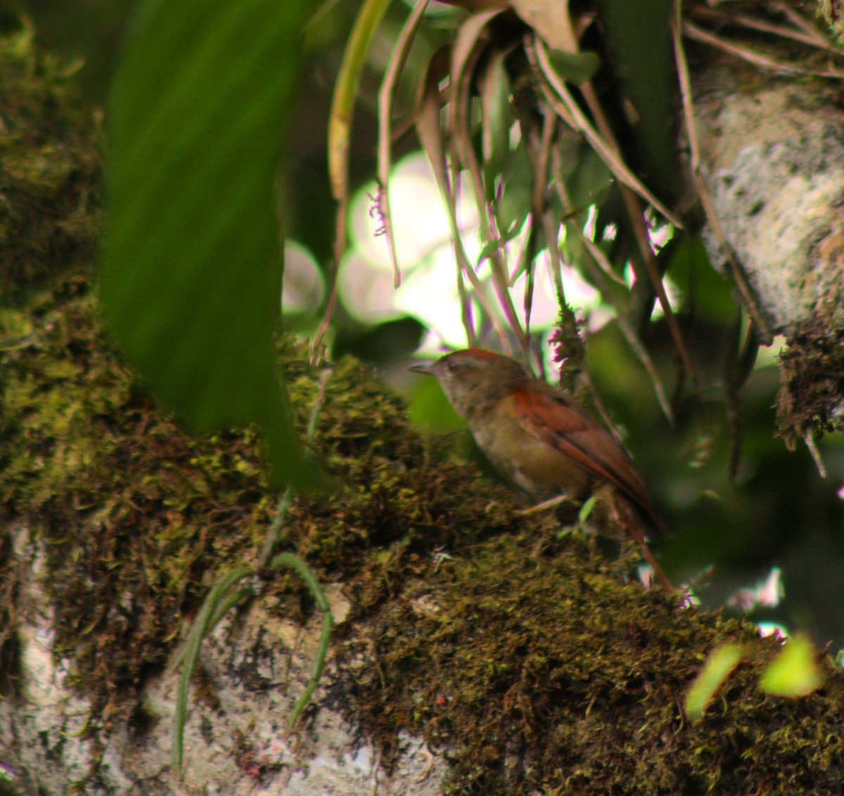 Ash-browed Spinetail - ML609554669